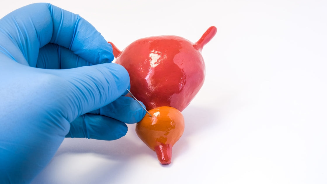 Aiguille de biopsie insérée par voie transpérinéale dans un modèle anatomique de prostate et de vessie